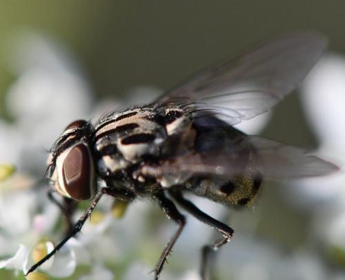 Réf. 265 076 : Graphomya maculata